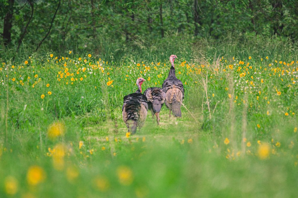 Eastern Wild Turkey at Maramec Spring Park